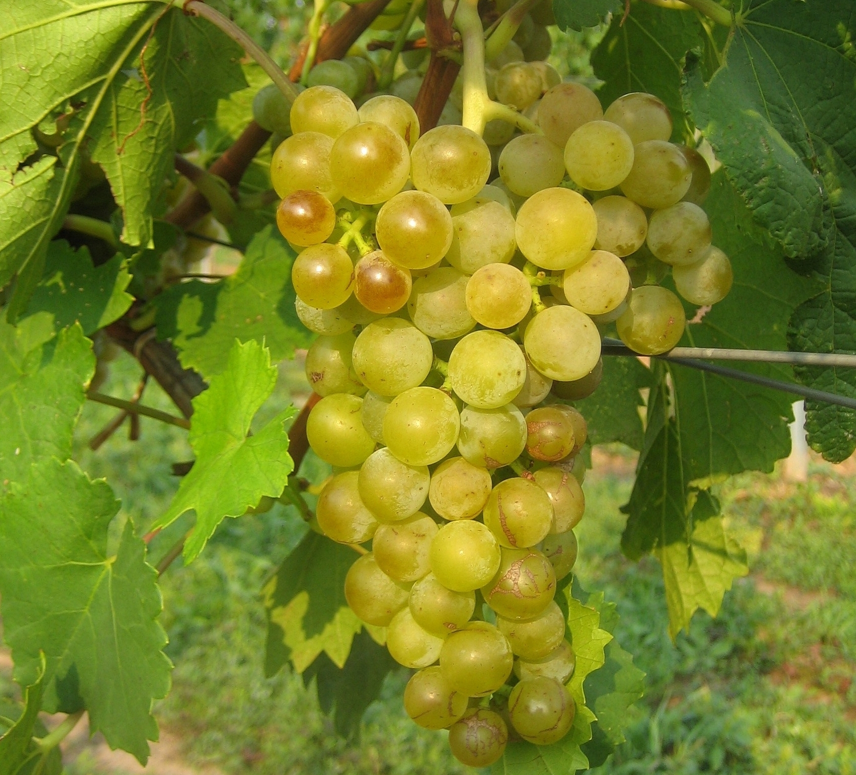 Lakemont Seedless Grape