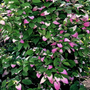 Pasha™, (Male) Arctic Beauty Kiwi