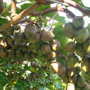 Anna (Female) Hardy Kiwi