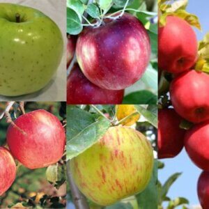 4 Way #1 Apple Combination (Semi-Dwarf)