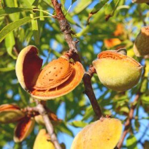 Primavera™ Almond