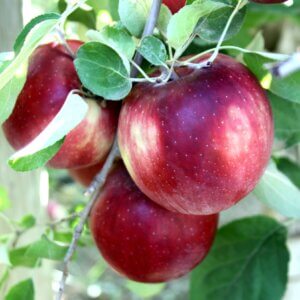 Cosmic Crisp®, Apple (Semi-Dwarf)