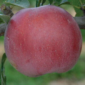 Enterprise, Apple (Semi-Dwarf)