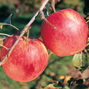 Honeycrisp, Apple (Semi-Dwarf)