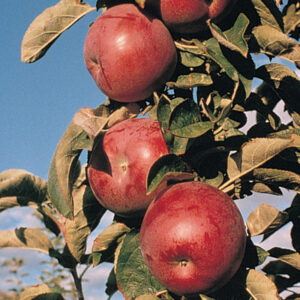 Northpole™, Columnar Apple