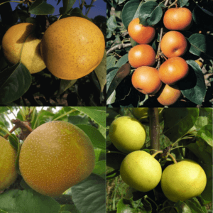 4 Way Combo, Asian Pear