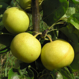 Nijiseiki, Asian Pear