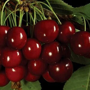 Angela, Cherry (Semi-Dwarf)