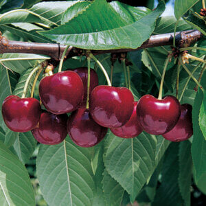 Lapin, Cherry (Dwarf)