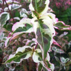 Summerfun, Chinese Dogwood