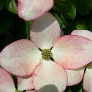 Satomi, Chinese Dogwood