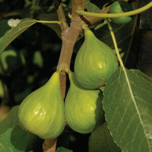 Lattarulla, Fig