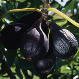 Negronne, Fig