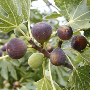 Neverella, Fig