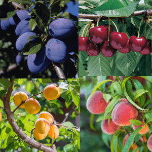 4 Way Fruit Cocktail Surprise, Combination Tree