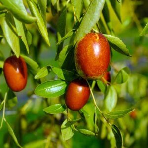 Jujube