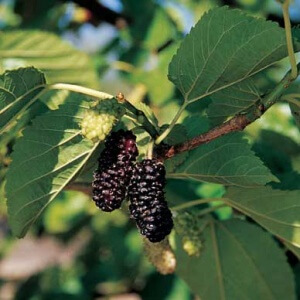 Illinois Everbearing, Mulberry
