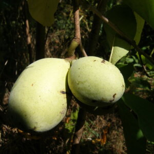 Allegheny®, Pawpaw