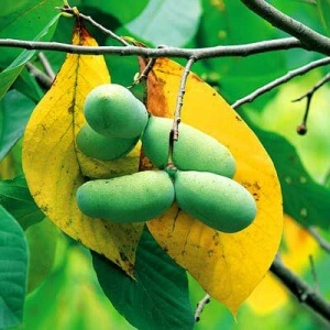 Pawpaw