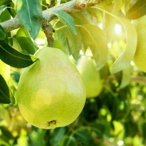 Anjou, European Pear (Semi-Dwarf)