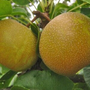 Kosui, Asian Pear (Semi-Dwarf)