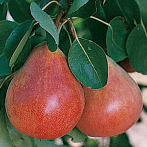 Ubileen, European Pear (Semi-Dwarf)