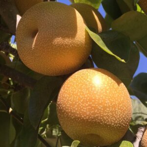 Hosui, Asian Pear (Semi-Dwarf)