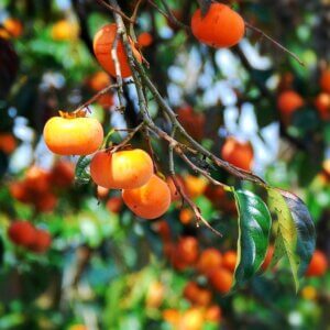 Persimmon, American