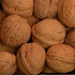 Manregion, Walnut