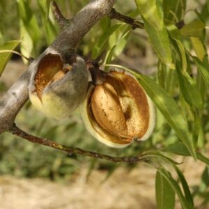 Bounty™ Almond