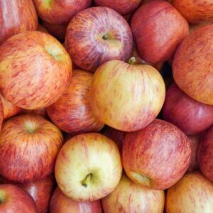 Gala, Apple (Semi-Dwarf)