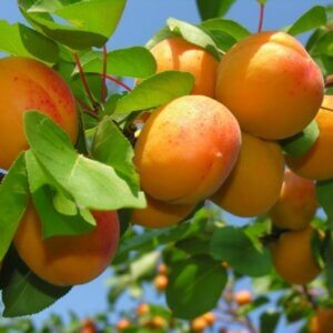 Harglow, Apricot (Semi-Dwarf)