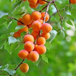 Apricot