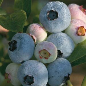 Chandler, Mid/Late-Season, Highbush Blueberry