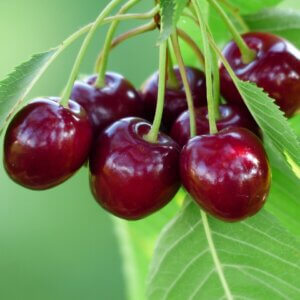 Sweet Cherry