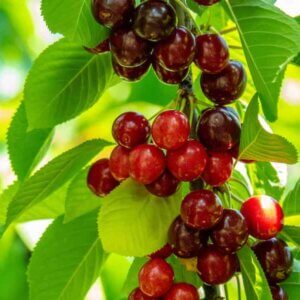 Sweetheart®, Cherry (Dwarf)