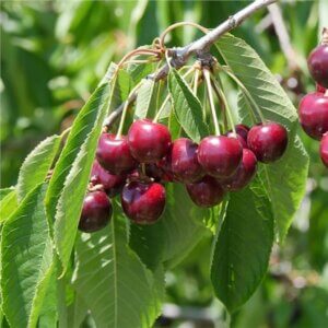 Bing, Cherry (Dwarf)