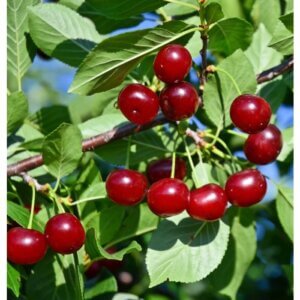 Carmine Jewel®, Pie Cherry