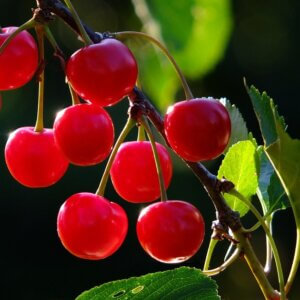 Pie Cherry