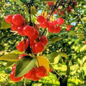 Surefire®, Pie Cherry (Dwarf)