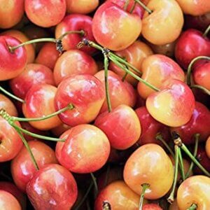 Rainier, Cherry (Dwarf)