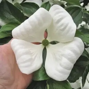 Venus, Chinese Dogwood