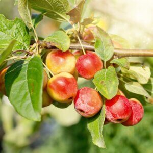 Whitney, Crabapple (Semi-Dwarf)