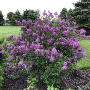 Bloomerang®, Lilac