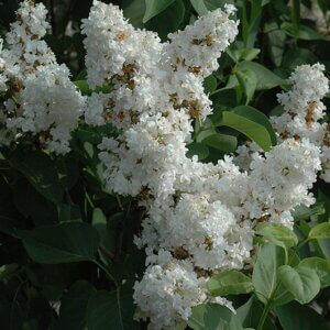 Fiala Rememberance, Lilac