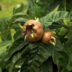 Medlar