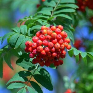 Mountain Ash