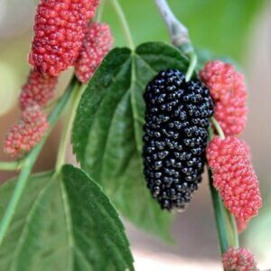 Mulberry
