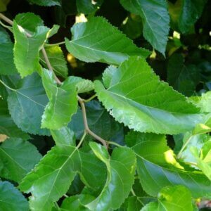 Contorted Mulberry 'Unryu'