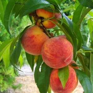 Peach & Nectarine